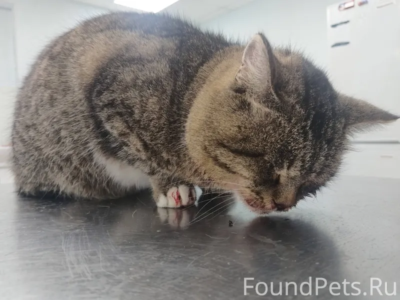 В районе дома Ломоносова 45 на...