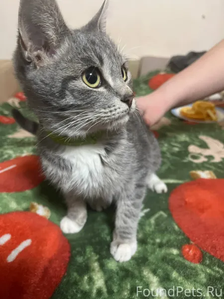 Найден котенок (Мальчик) в рай...