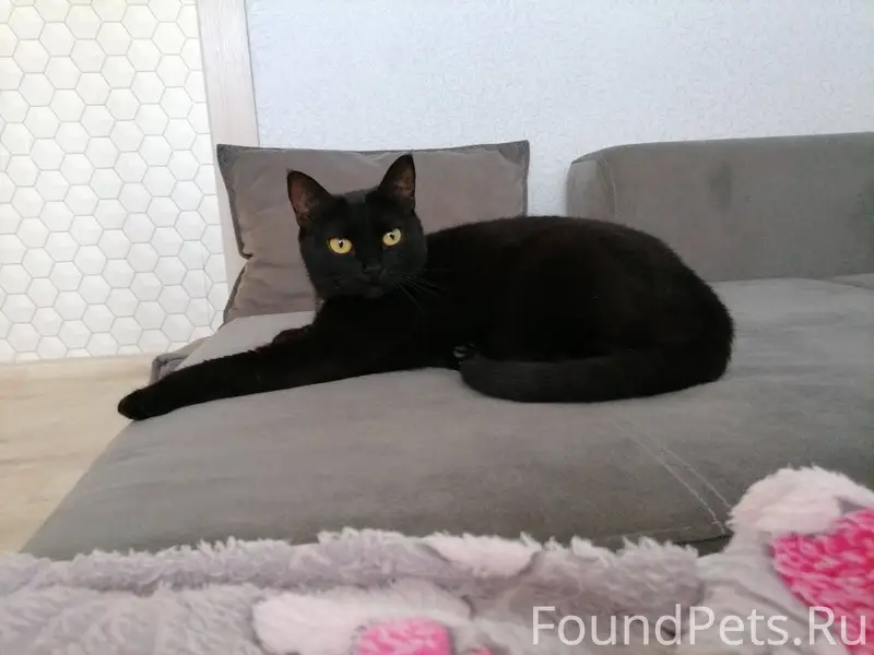 Пропала кошка еще летом, кличк...