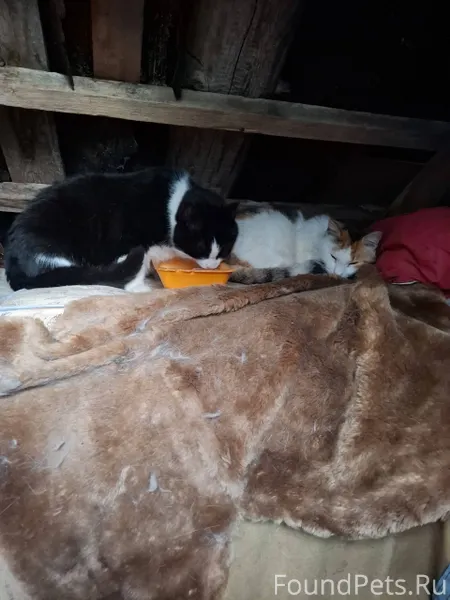 В районе вет.клиники на Дворцо...