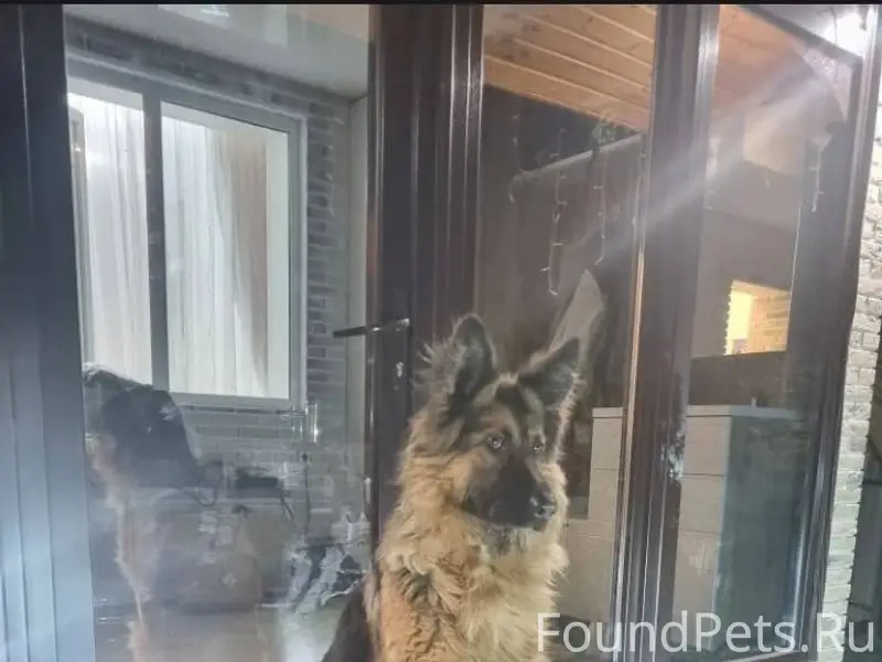 Найдена собака немецкая овчарк...