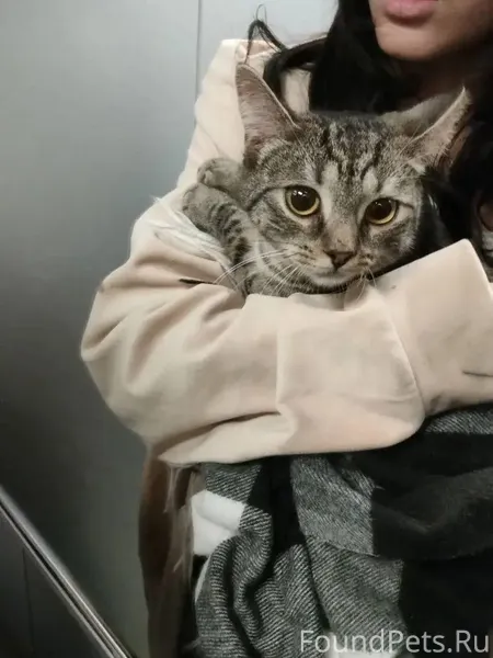 Найдена кошка на северо восточ...