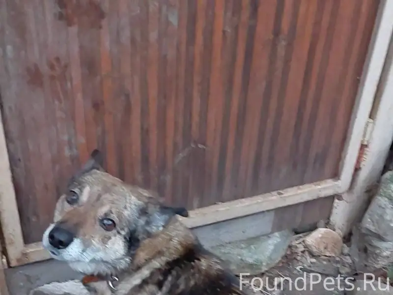 Потерялся пёс. Окрас рыжеватый...