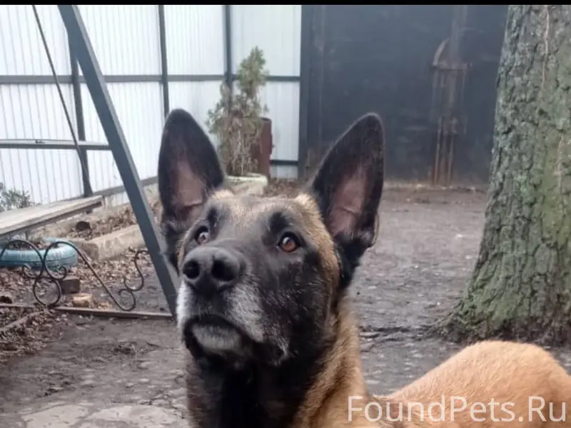 Пропала собака!!! Порода Бельг...