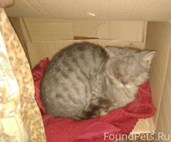 НАЙДЕНА КОШКА!!! Пришла к маме...