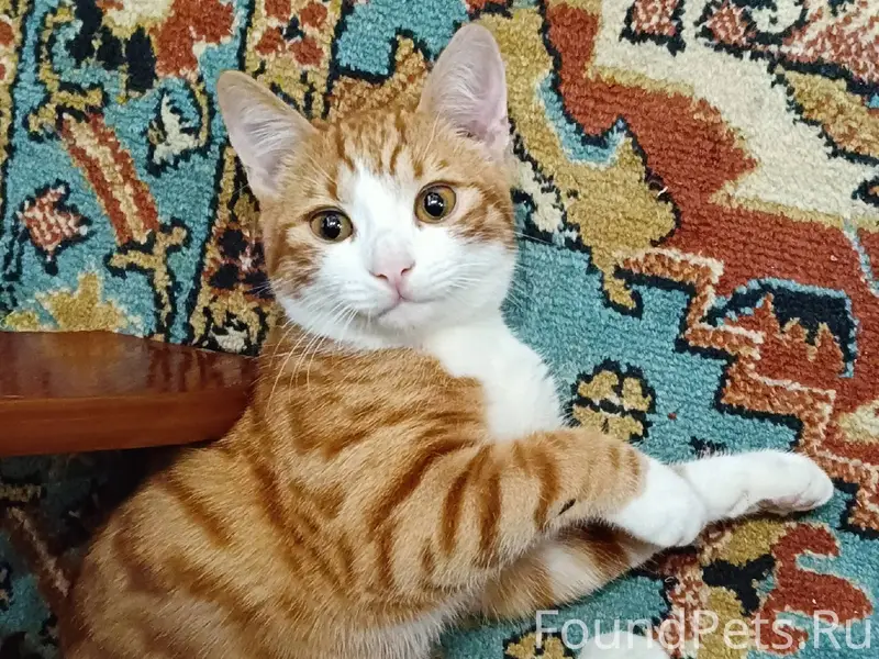 Пропал кот в районе тюлевки СГ...