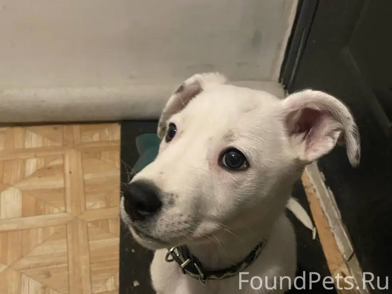 ‼️Найден щенок!!! По адресу Са...