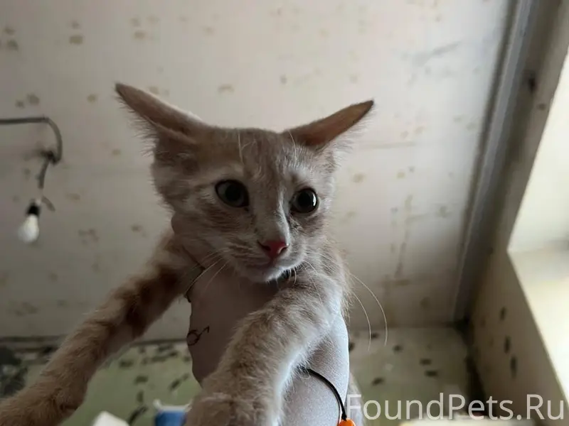 Г. Владимир. Найден котенок, в...