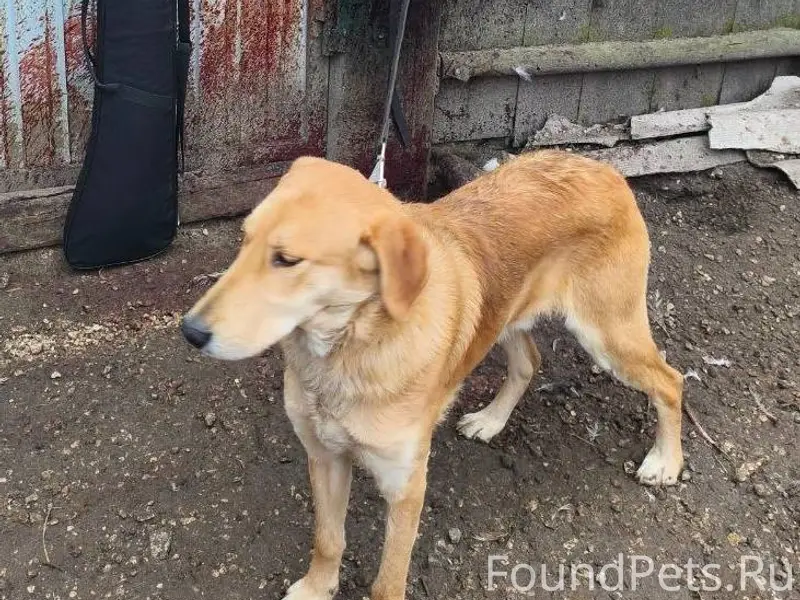 Добрый вечер. Пропала охотничь...