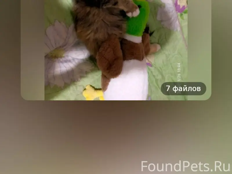 Пропала кошка, район комсомоль...