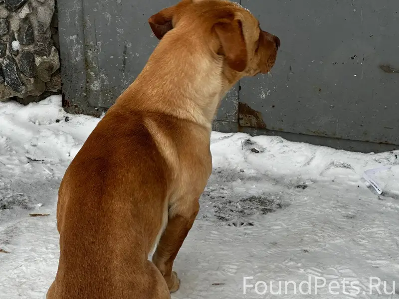 Найдена собака, прибилась к ад...