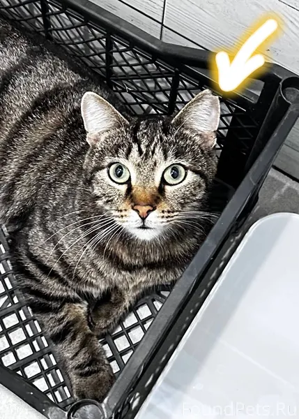 ПРОПАЛ КОТ! Мурзик, 2 года. 20...