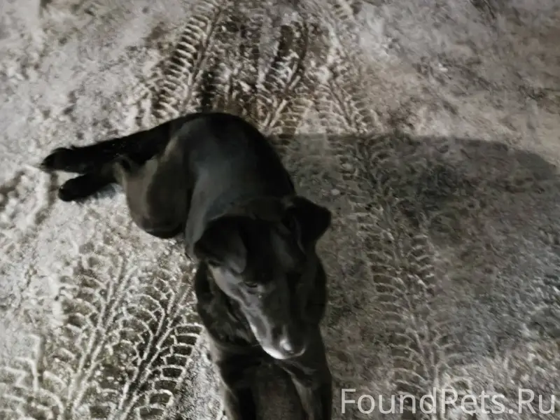 Привязалась собака чёрная, упи...