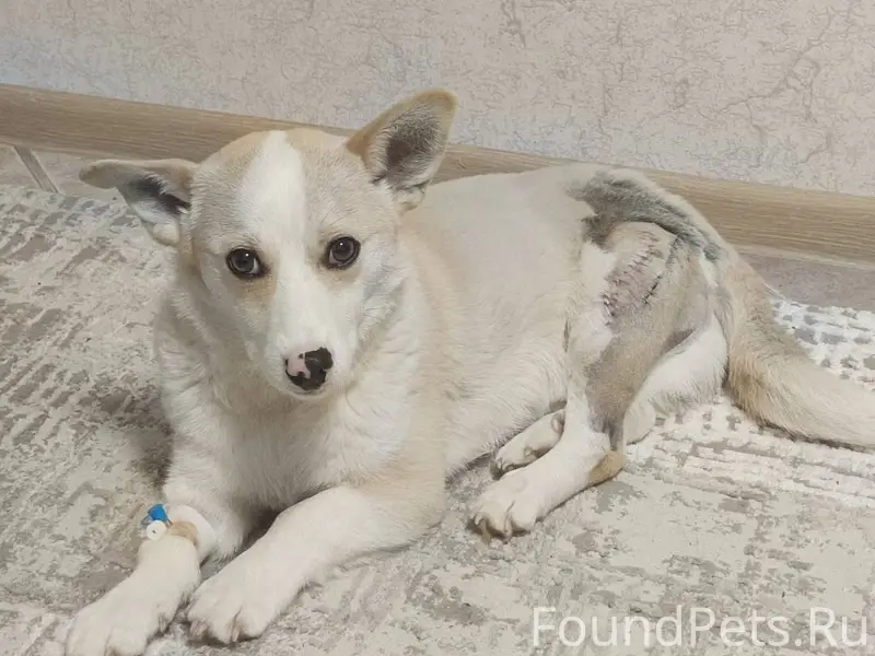 18 декабря потерялся пёс, по к...