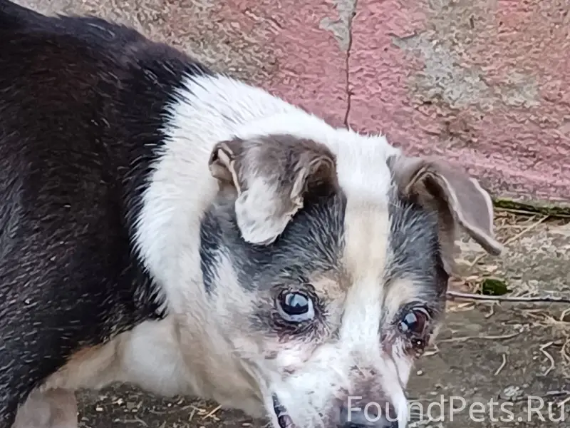 Ржев ❗❗ЗАМЕЧЕНА СОБАКА❗❗ Район...