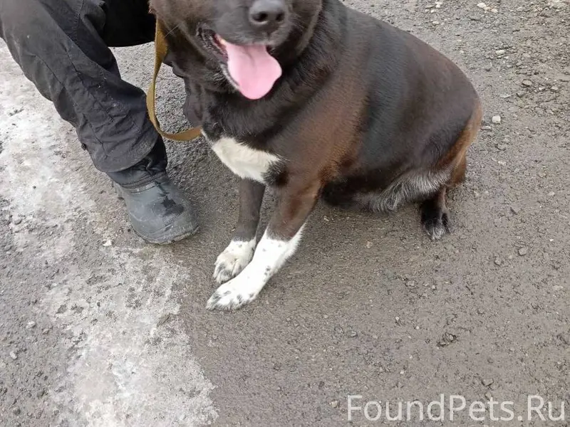 Потерялась собака. Крупная, в ...