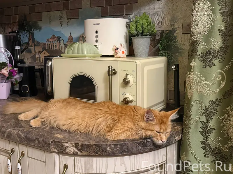 Пропала кошка породы Мейн-кун ...