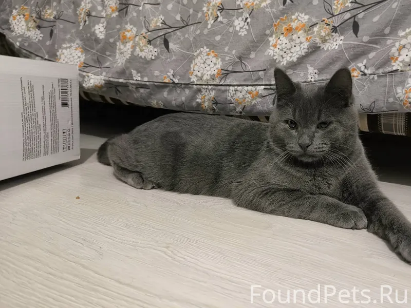 Найдена кошка по улице Герцена...