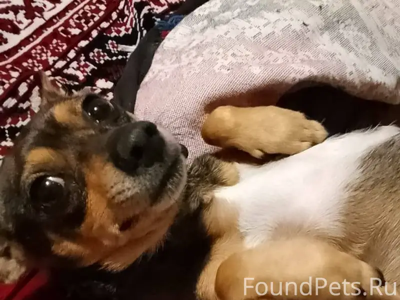 Вчера у нас потерялся пес(маль...