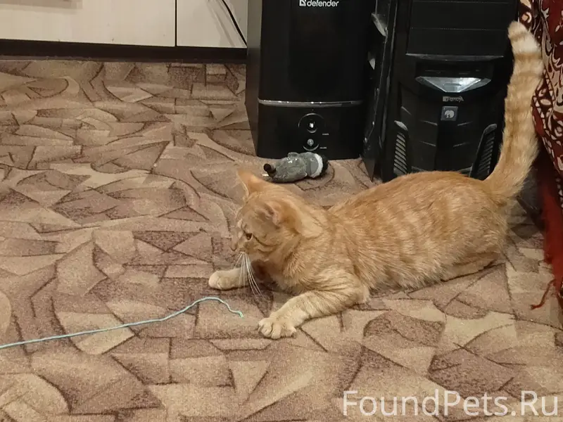 ПРОПАЛ КОТ В СУЩЕВО, ОТКЛИКАЕТ...