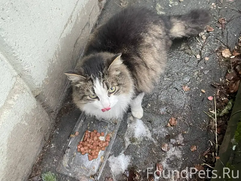 Найден кот на Аникина! Может к...