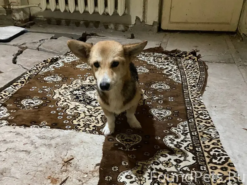 Найдена собака на трассе старо...