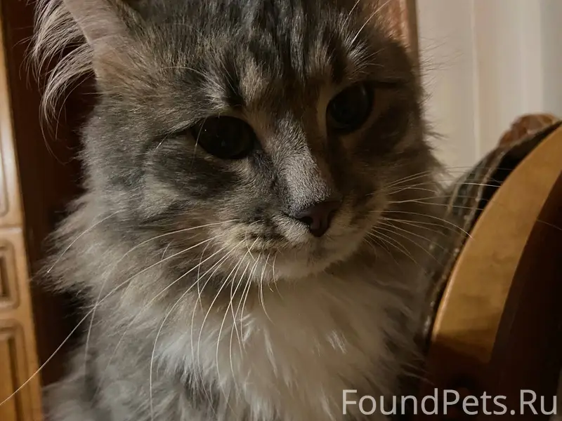 Здравствуйте, пропал кот в рай...