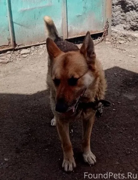 Потерялся пёс. Мальчик. Кличка...