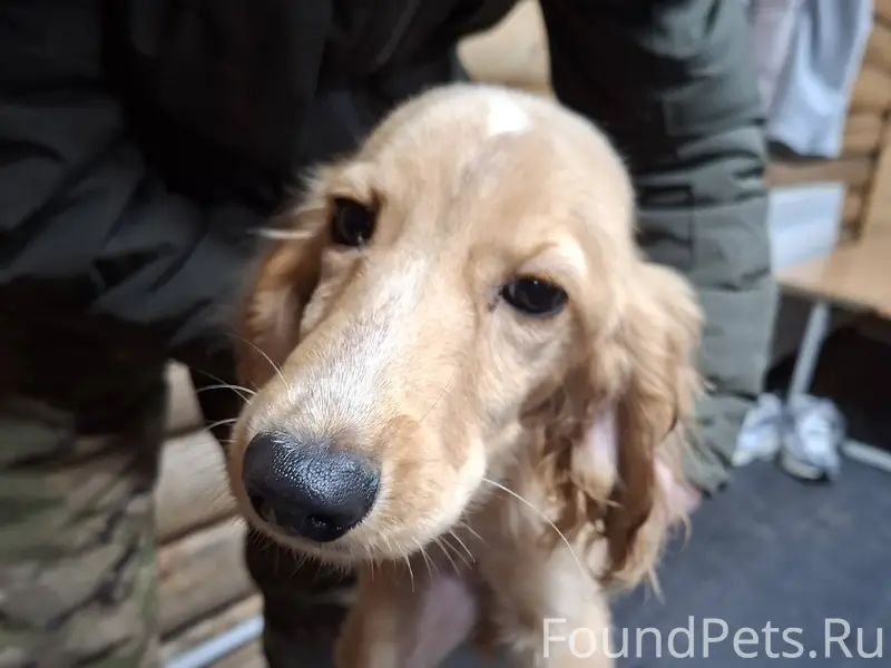 Найдена собака в районе парков...