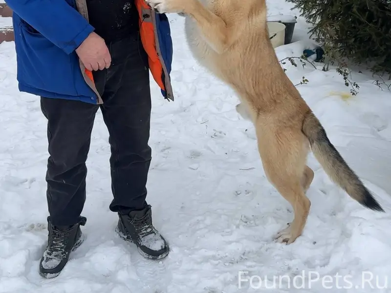 Найден в поселке Приуральский....
