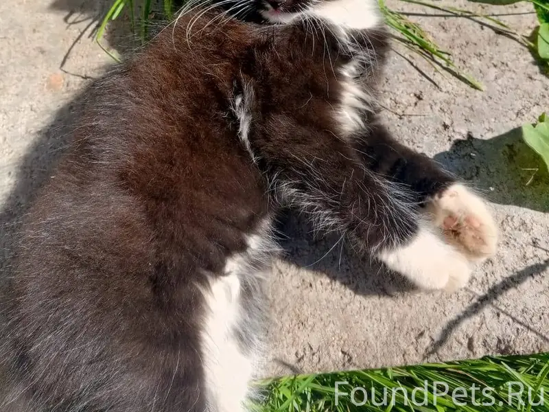 Пропал котёнок- мальчик. В пос...