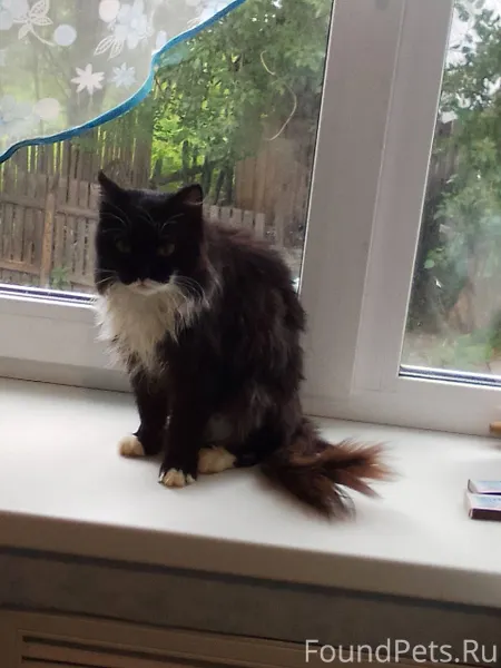 Пропал кот Мартин 11лет.Прозьб...