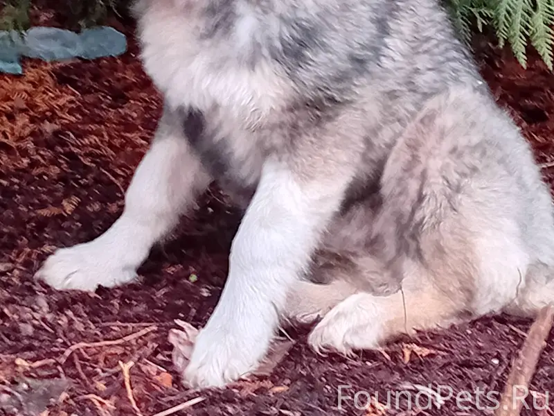 Пропала собака, может находить...