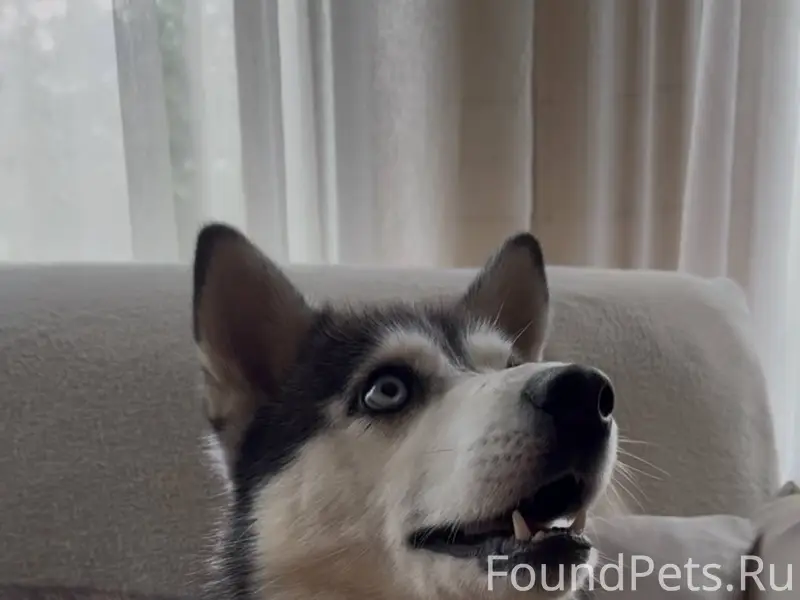 ❗️ПРОПАЛА СОБАКА❗️ Потерялась ...