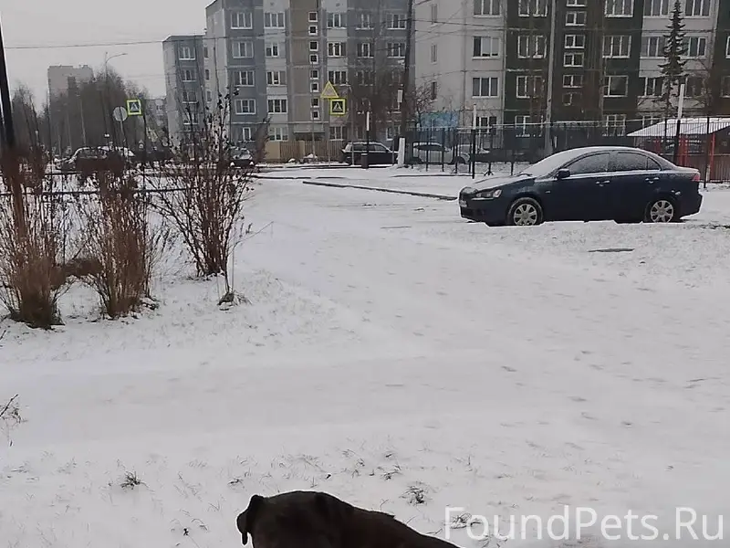 Кто собаку потерял? Бродит око...