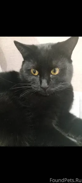 Пропал кот, кличка Дарк г. Кра...