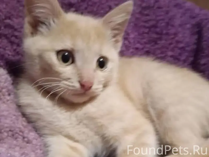 Пропал кот, по кличке Симба, м...