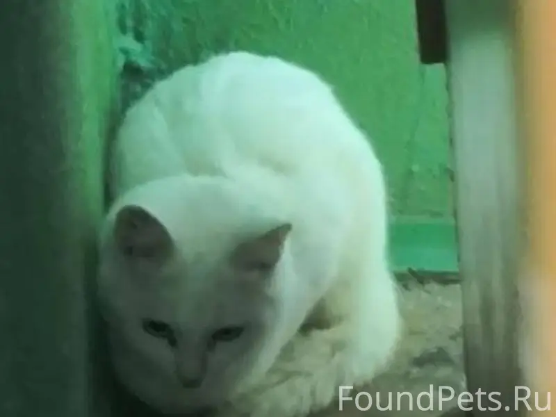 Найдена кошка или кот. Вторую ...