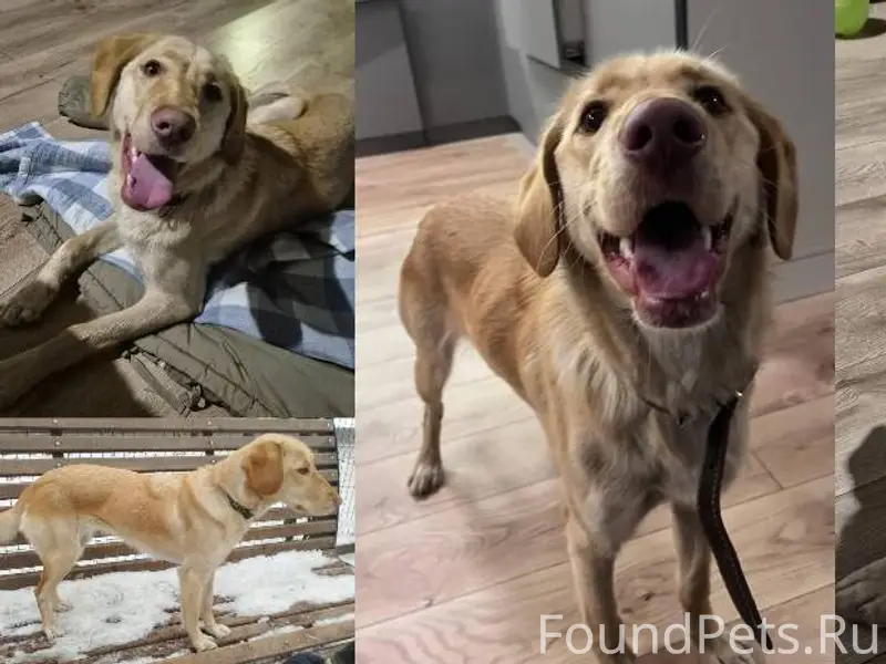 #НайденаСобака_Алматы Найдена ...