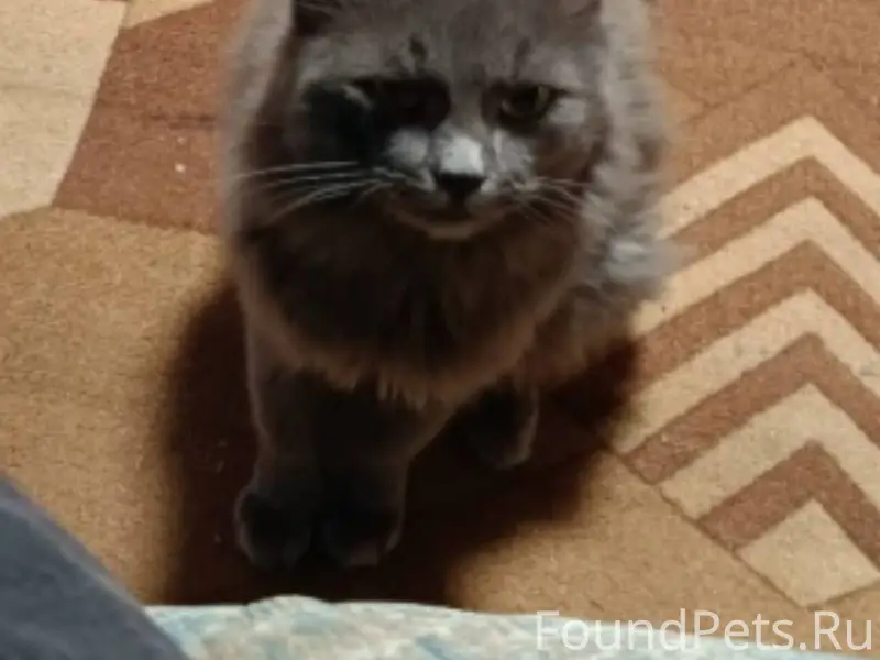 Пропал кот , вышел на прогулку...