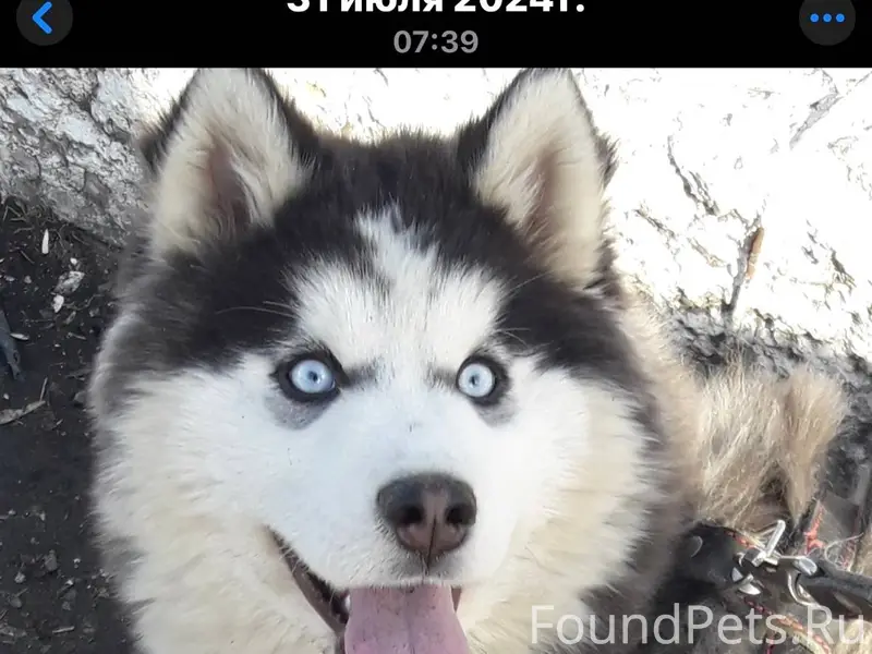 Потерялась собака породы хаски...