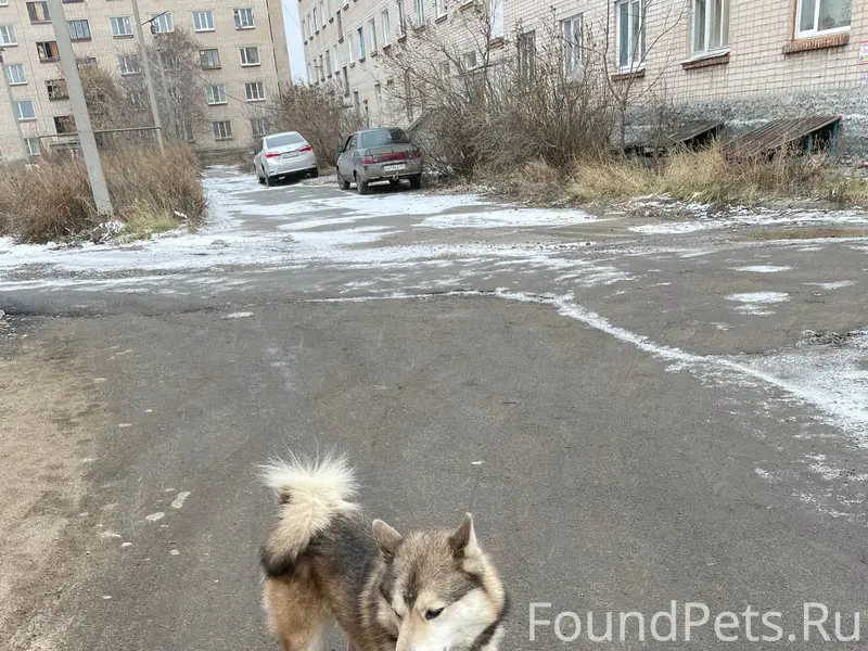 Чья собака второй месяц живет ...