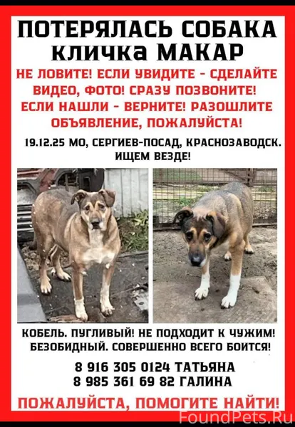 Ищем собаку. Кобель. Макар. Гл...