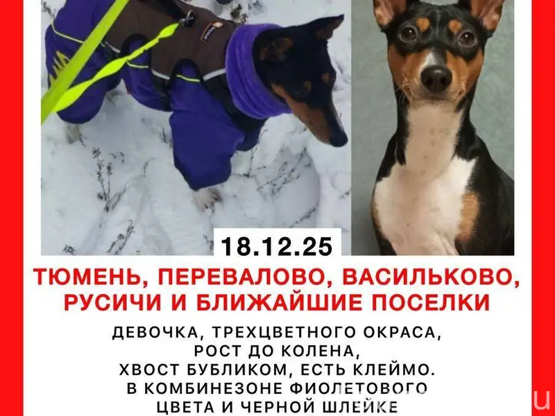 Потерялась собака, басенджи, о...