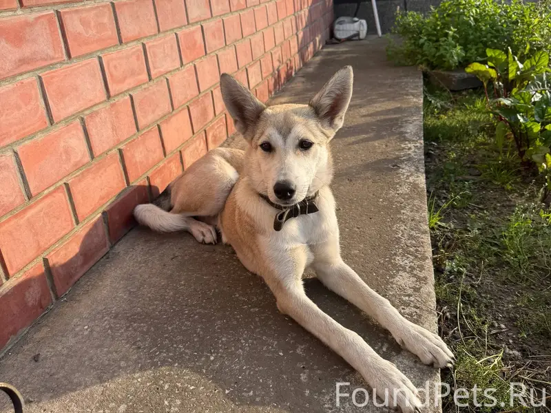 Пропала собака, зовут Веста На...