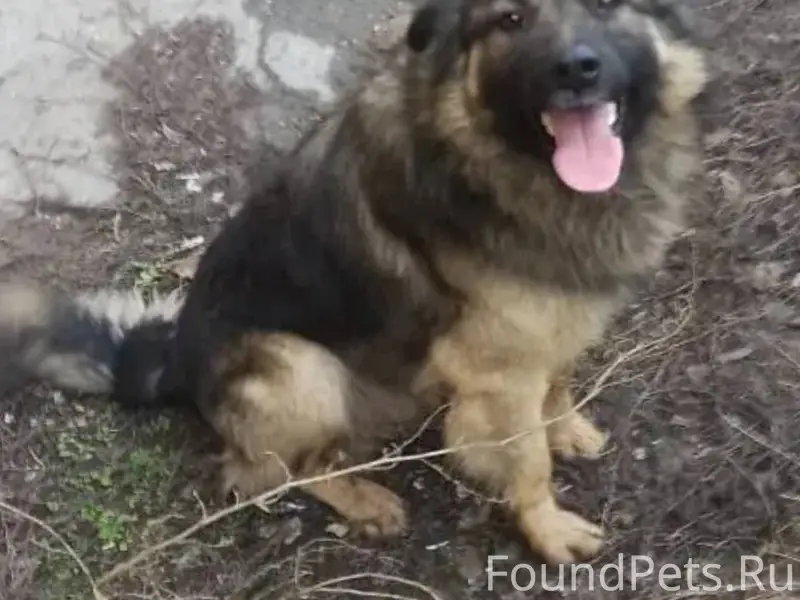 Пропала собака по кличке «Друж...