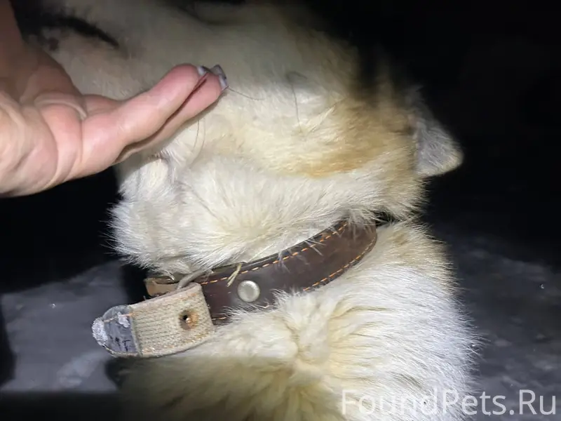 Найдена собака, девочка, пород...