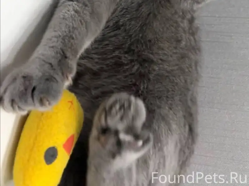 Пропал кот, ориентировочно в р...