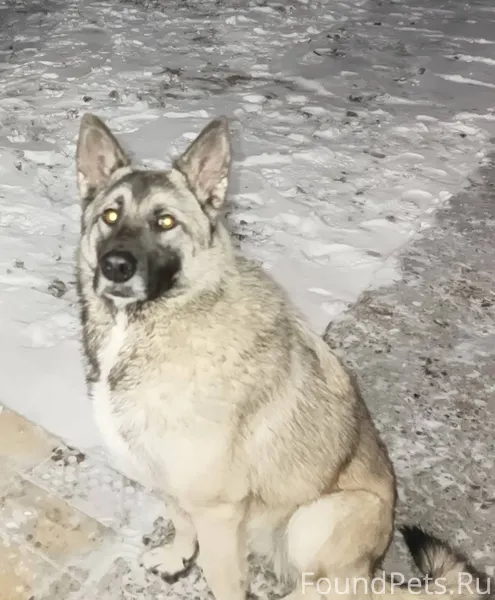 Вчера вечером пропала собака. ...