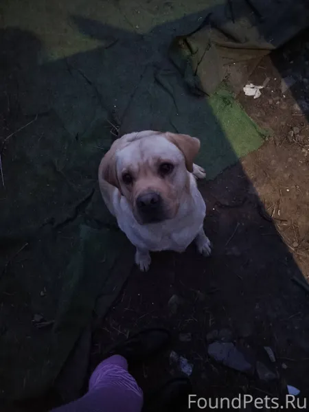 Найдена собака, лабрадор, взро...